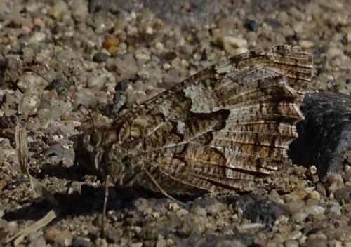 Réf. 214 332 : Hipparchia semele